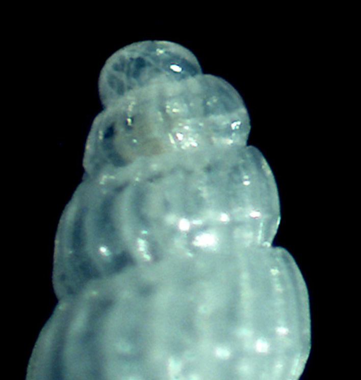 Parthenina emaciata?